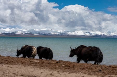 (miniature) Des yaks au bord du lac Nam Co