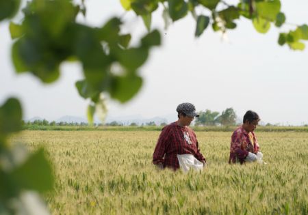 (miniature) Des agriculteurs désherbent un champ de blé dans le village de Dongpangqianjie