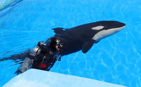 (miniature) Un employé joue avec une jeune orque dans le Parc océanique de Haichang