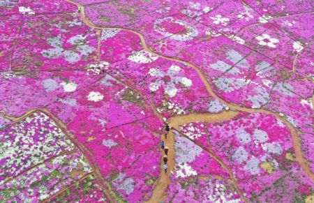 (miniature) Photo aérienne de fleurs sur la rive du réservoir de Daheiting