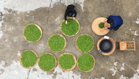 (miniature) Photo a&eacute;rienne de fabricants de th&eacute; faisant sauter des feuilles de th&eacute; dans le bourg de Tashan