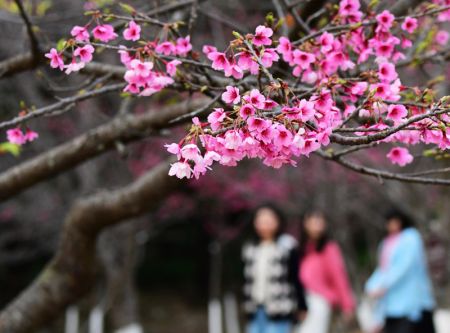 (miniature) Des fleurs de cerisier dans le parc forestier national de Fuzhou