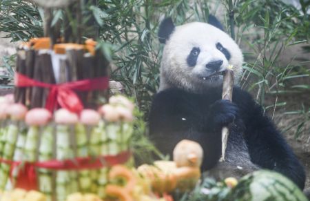 (miniature) Le panda géant Qing Lu se régale durant un gala d'anniversaire dans le parc à thème Locajoy du district de Yongchuan