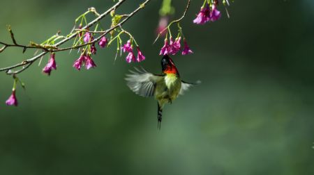 (miniature) Un oiseau suce le nectar d'une fleur de cerisier à Fuzhou