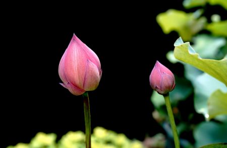 (miniature) Des boutons de lotus au Jardin botanique de Shanghai