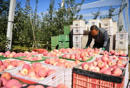 (miniature) Un agriculteur porte des pommes récoltées dans un verger du bourg de Yongxiang à Luochuan