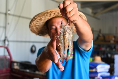 (miniature) Un &eacute;leveur pr&eacute;sente des crevettes nourries dans un &eacute;tang