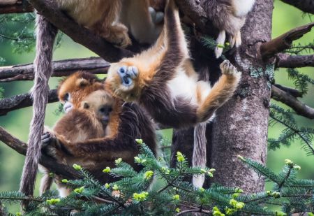 (miniature) Des rhinopithèques au Centre de recherche sur les rhinopithèques de Dalongtan dans le parc national de Shennongjia