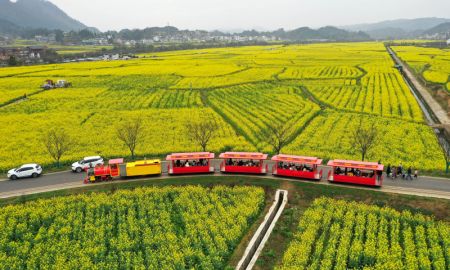 (miniature) Photo aérienne prise le 12 mars de visiteurs prenant le mini-train pour profiter des fleurs de colza dans le bourg de Panjiang