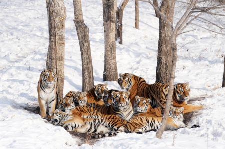 (miniature) Des tigres de Sibérie se blottissent dans la neige au parc des tigres de Sibérie à Harbin