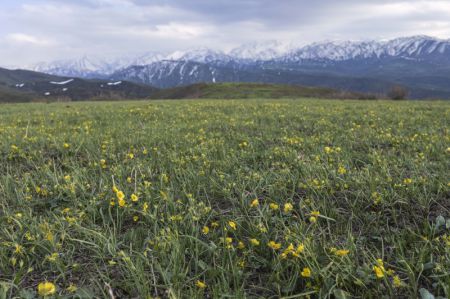 (miniature) Des fleurs dans la zone du mont Barlik