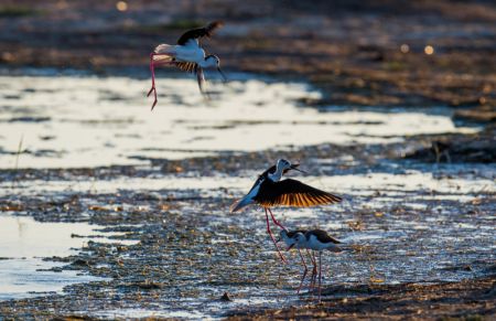 (miniature) Des oiseaux migrateurs dans les terres humides d'Ordos