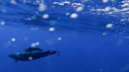 (miniature) De faux épaulards dans les eaux de la zone nord de la mer de Chine méridionale