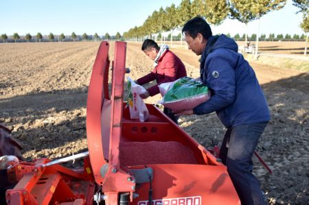 (miniature) Des agriculteurs remplissent un semoir avec des graines de blé d'hiver dans des champs à Yanli