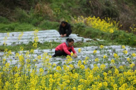 (miniature) Des villageois travaillent dans la préfecture autonome Miao et Dong de Qiandongnan
