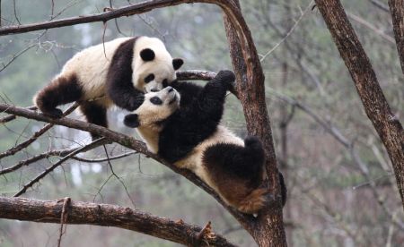 (miniature) Les pandas géants Lulu (à droite) et Xiaoxin s'amusent sur un arbre dans la Base d'entraînement à l'état sauvage pour les pandas de Qinling
