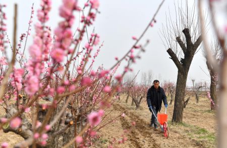 (miniature) Un villageois fertilise les pruniers dans la ville de Shangqiu de la province chinoise du Henan (centre)