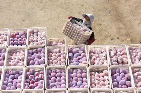 (miniature) Une employée récolte des pommes à Aksu