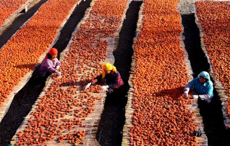 (miniature) Des villageois trient des kakis s&eacute;ch&eacute;s dans le district de Yiyuan &agrave; Zibo