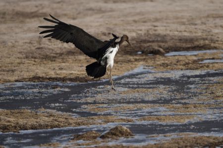 (miniature) Une cigogne noire est aperçue dans le parc des zones humides de la rivière de Beichuan à Xining