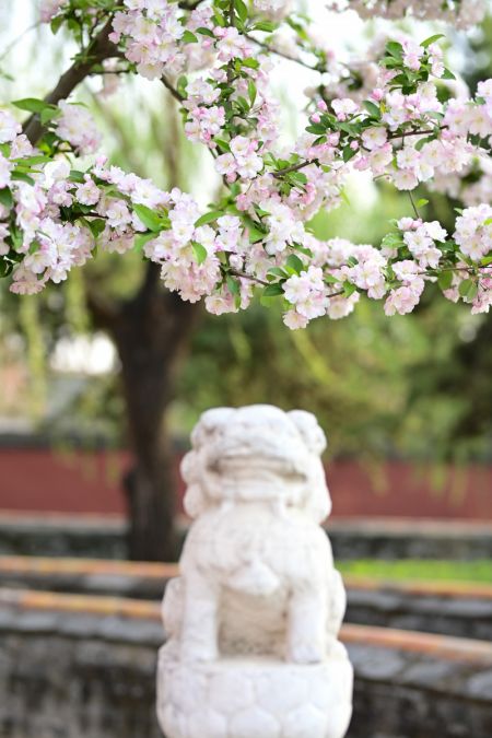 (miniature) Fleurs de b&eacute;gonia au Mus&eacute;e du Palais