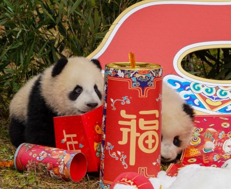 (miniature) Des bébés pandas géants lors d'un événement d'apparition de groupe dans la base de Shenshuping du Centre de protection et de recherche des pandas géants de Chine à Wolong