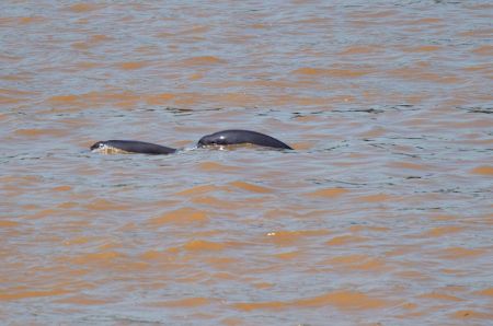 (miniature) Des marsouins aptères nagent dans le fleuve Yangtsé à Yichang