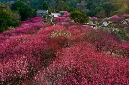 (miniature) Des fleurs de prunier dans la zone touristique Meili du mont Gushan