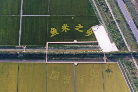 (miniature) Photo aérienne de rizières dans une zone de démonstration de plantation de riz du bourg de Dawang