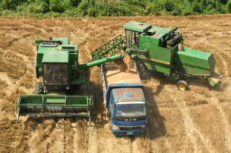 (miniature) Des agriculteurs chargent des grains de bl&eacute; sur un camion dans la ferme de Wupu