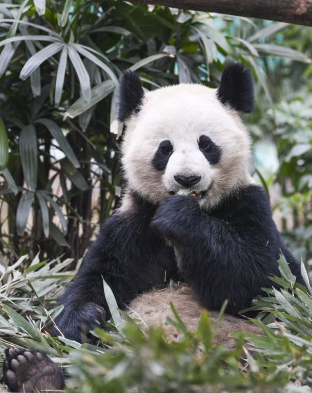 (miniature) Le panda géant Ai Lian vu au parc d'attraction animalier Locajoy dans l'arrondissement de Yongchuan de la municipalité de Chongqing (sud-ouest de la Chine)