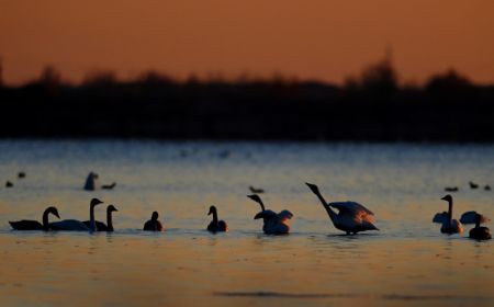 (miniature) Des cygnes dans la zone humide du réservoir de Hekou