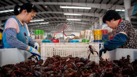 (miniature) Des ouvrières trient des écrevisses dans un centre de commerce de l'écrevisse à Qianjiang