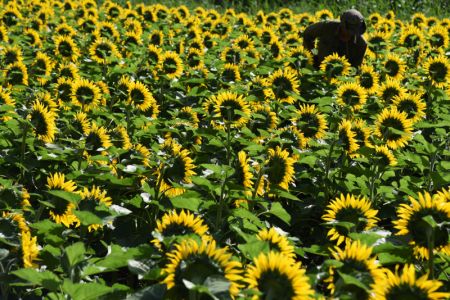 (miniature) Un villageois enlève les mauvaises herbes dans un champ de tournesol du district autonome Naxi de Yulong