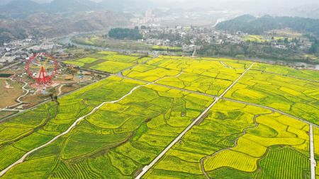 (miniature) Photo aérienne prise le 12 mars montrant des champs de fleurs de colza dans le bourg de Panjiang du district de Guiding