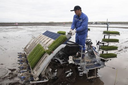 (miniature) Un membre du personnel place des semis de riz dans un transplanteur autonome dans une zone de démonstration agricole intelligente gérée par Hongwei Farm Co