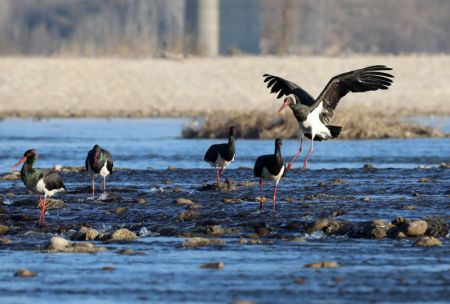 (miniature) Des cigognes noires sur la rivière Mianman