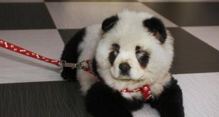 (miniature) panda domestique