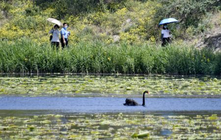 (miniature) Des visiteurs admirent un cygne noir dans le lac du parc Yuanmingyuan