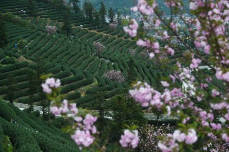 (miniature) Vue de fleurs de cerisier dans un jardin de thé du village de Bashan