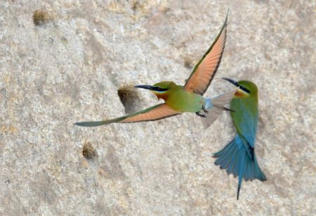 (miniature) Des guêpiers à queue d'azur sont aperçus dans la réserve naturelle de guêpiers à queue d'azur de Wuyuanwan à Xiamen