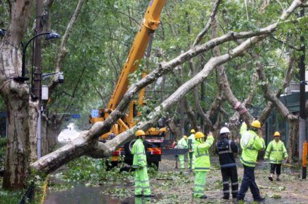 (miniature) Des secouristes s'occupent d'un arbre tombé dans une rue de Shanghai