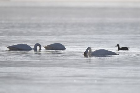 (miniature) Des cygnes passent l'hiver dans le fleuve Jaune