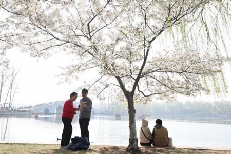 (miniature) Des visiteurs au milieu de cerisiers en fleurs au parc Yuyuantan