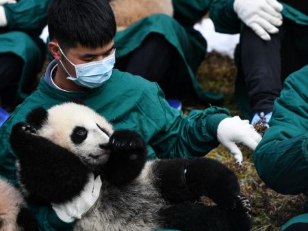 (miniature) Des membres du personnel tiennent des bébés pandas géants lors d'un événement d'apparition de groupe dans la base de Shenshuping du Centre de protection et de recherche des pandas géants de Chine à Wolong