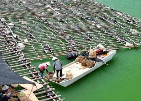 (miniature) Des agriculteurs récoltent des huîtres à Qinzhou