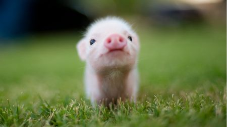 (miniature) Année du Cochon