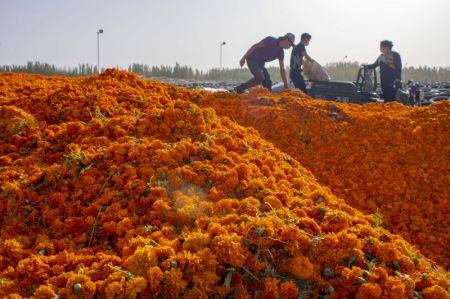 (miniature) Un villageois vend des fleurs de souci dans un parc industriel agricole du district de Yutian