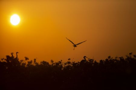 (miniature) Silhouettes de h&eacute;rons devant le soleil couchant dans une base de conservation des oiseaux migrateurs au bord du lac Poyang