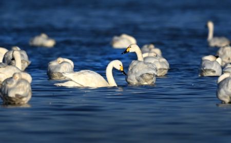 (miniature) Des cygnes dans la zone humide du réservoir de Hekou